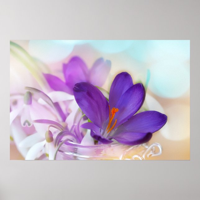 Póster Photo of a Pretty Purple Spring Crocus (Frente)