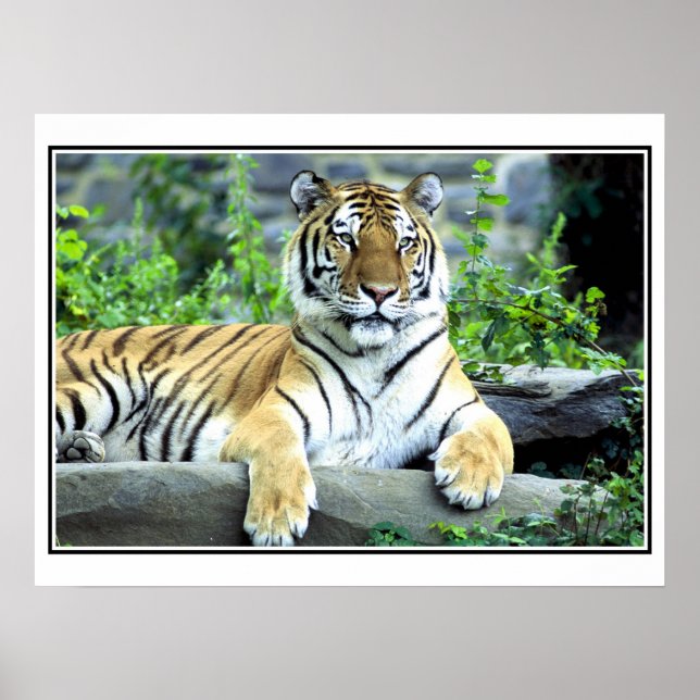 Póster Photo Siberian tiger (Frente)