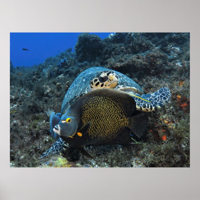 Póster Photobombing Angelfish (Frente)