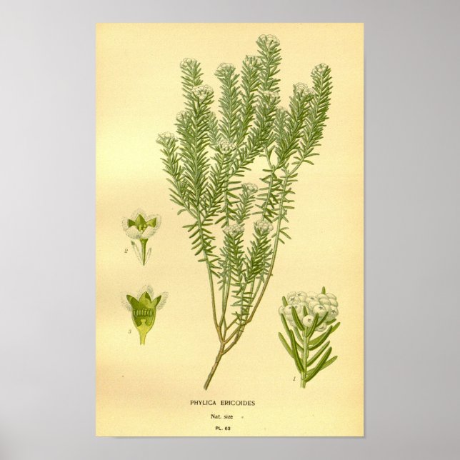 Póster Phylica Eroides Illustrat de Floral Vintage (Frente)