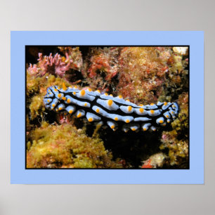 Póster Phyllidia varicosa