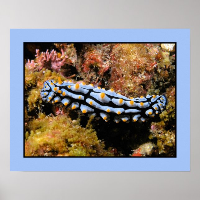 Póster Phyllidia varicosa (Frente)