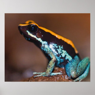 Póster Phyllobates vittatus, una rana venenosa