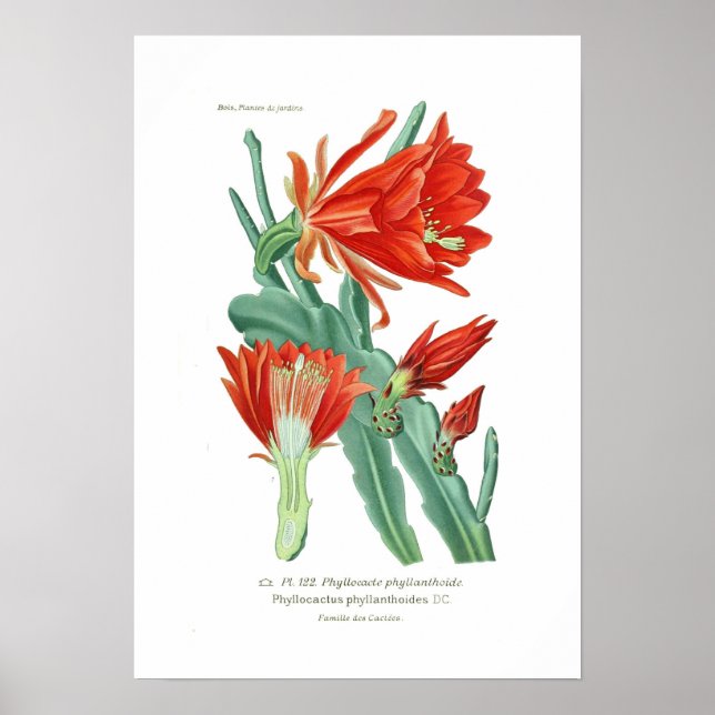 Póster Phyllocactus phyllanthoides (Frente)