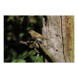 Póster Phylloscopus collybita