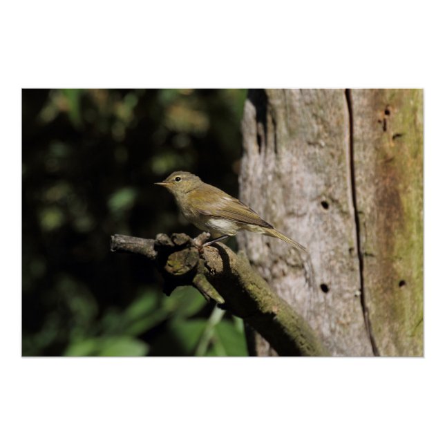 Póster Phylloscopus collybita (Anverso)