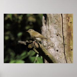 Póster Phylloscopus collybita