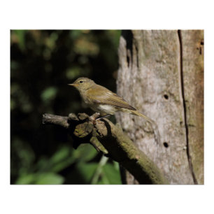 Póster Phylloscopus collybita