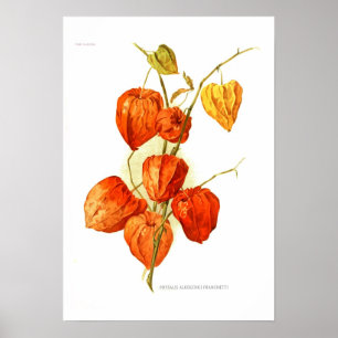 Póster Physalis alkekengi franchetti
