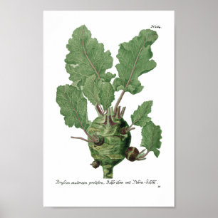 Póster Phytanthoza Iconographia N265