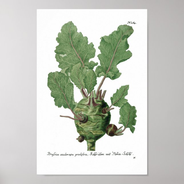 Póster Phytanthoza Iconographia N265 (Frente)