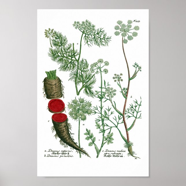Póster Phytanthoza Iconographia N459 (Frente)