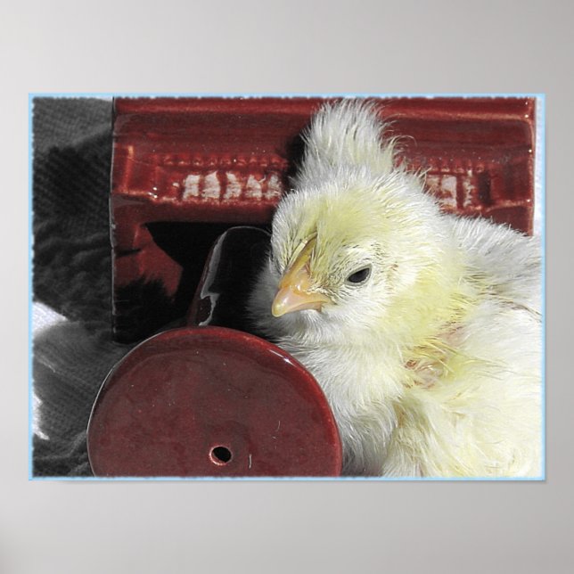 Póster Piano Chick (Frente)