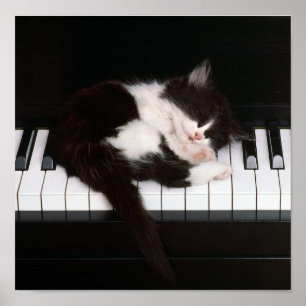 Póster Piano Kitten Poster