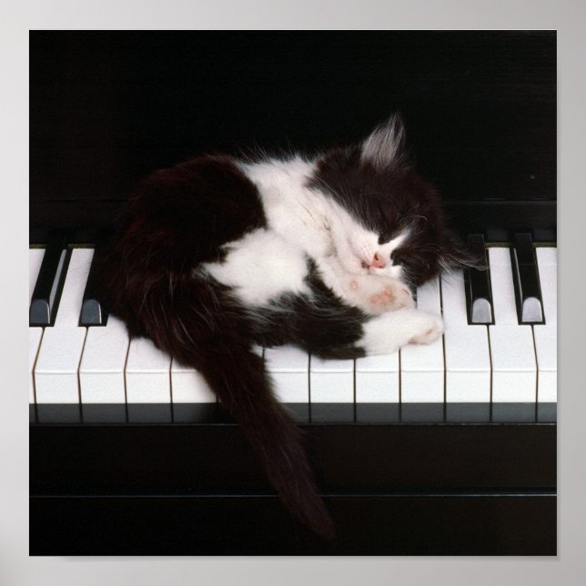 Póster Piano Kitten Poster (Frente)