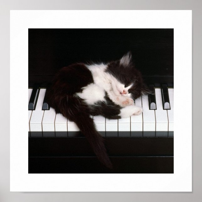 Póster Piano Kitten Poster (Frente)