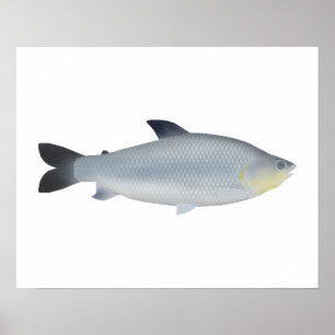 Póster Piauçu