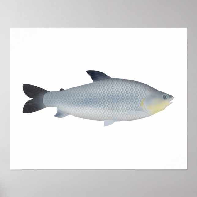 Póster Piauçu (Frente)