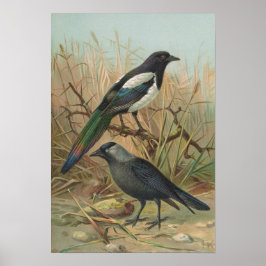 Póster Pica pica, Lycus monedula