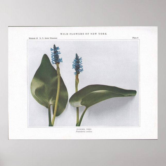 Póster Pickerel Weed - Pontederia cordata (Frente)