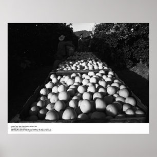 Póster Picking Citrus, enero 1956 por Ansel Adams