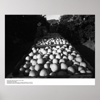 Póster Picking Citrus, enero 1956 por Ansel Adams