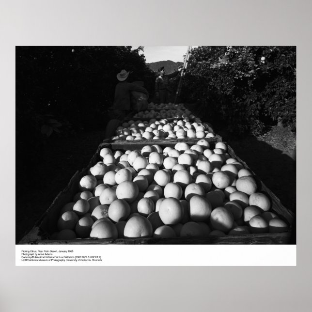 Póster Picking Citrus, enero 1956 por Ansel Adams (Frente)