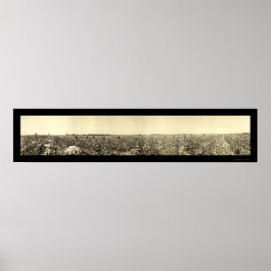 Póster Picking Cotton Photo 1917