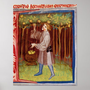 Póster Picking fruit