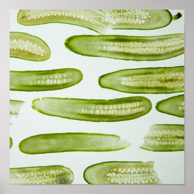 Póster Pickles Green (Frente)