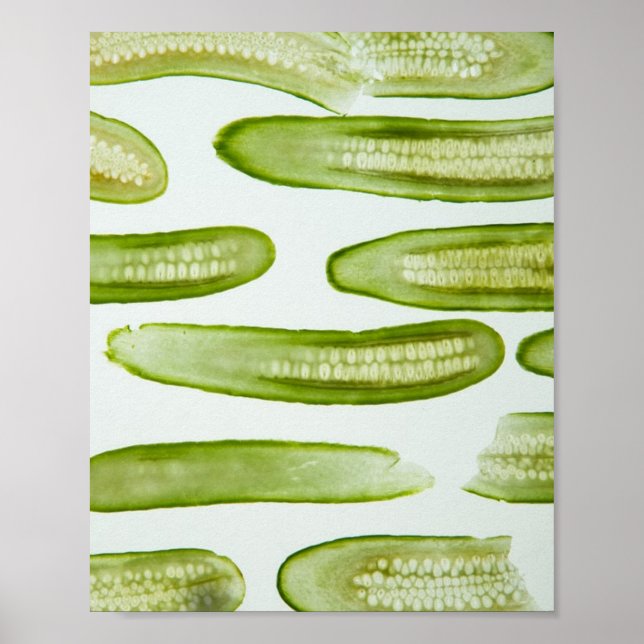 Póster Pickles Green (Frente)