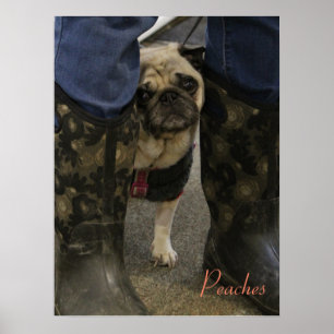Póster Picos