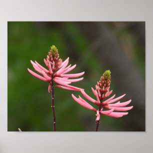 Póster Picos de flores rosadas Fotografía de la naturalez