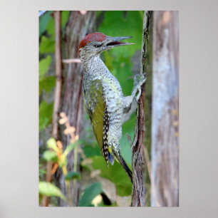 Póster Picus viridis