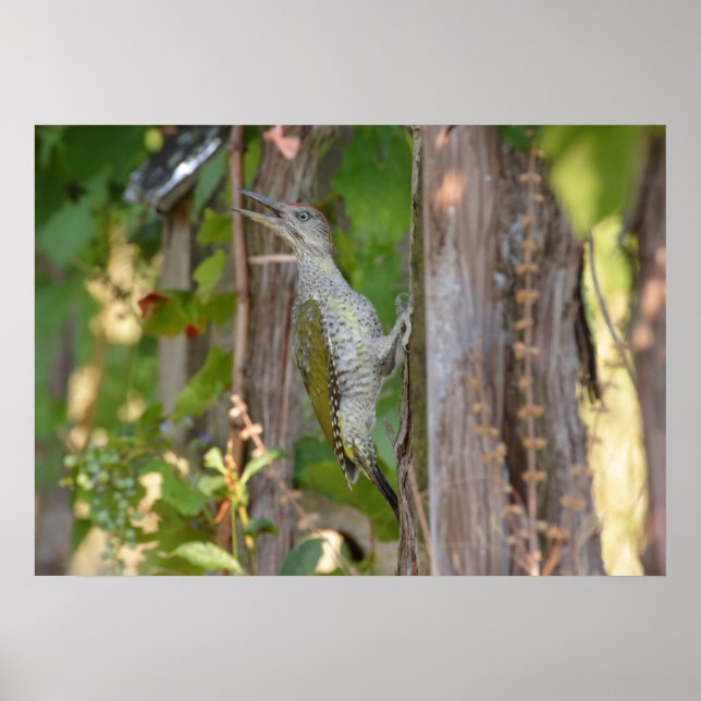 Póster Picus Viridis - Grünspecht (Frente)