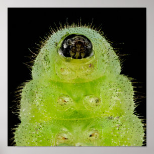 Póster Piedra de mariposa azul de Karner