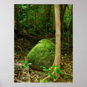 Póster piedra Musgo-cubierta