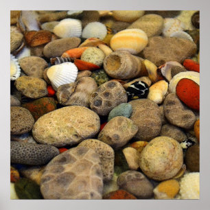 Póster Piedras de Petoskey con el ll de las cáscaras