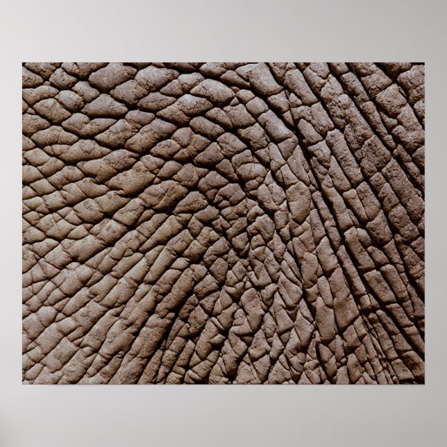 Póster Piel africana de elefante (Loxodonta africana) (Frente)