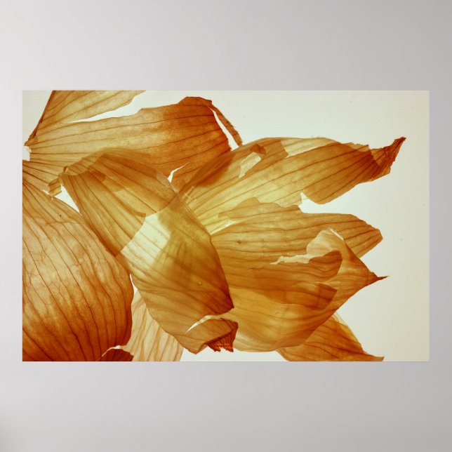 Póster Piel de cebolla (Frente)