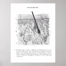 Piel de la sección Anatomía 2.