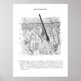 Póster Piel de la sección Anatomía 2.