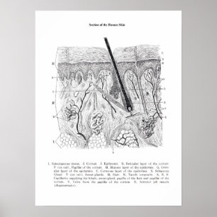 Póster Piel de la sección Anatomía 2.