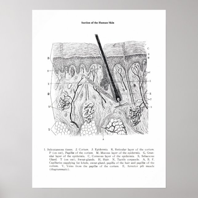 Póster Piel de la sección Anatomía 2. (Frente)