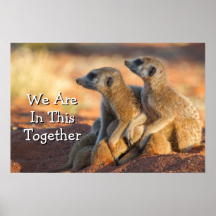 Póster Piel de Meerkats del bebé bajo sus padres