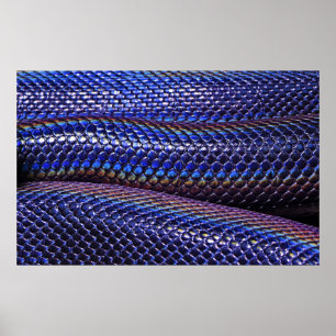Póster Piel de serpiente azul y violeta
