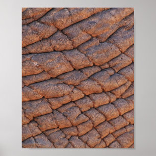 Póster Piel elefante