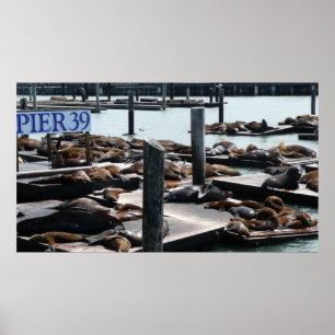 Póster Pier 39 Sea Lions