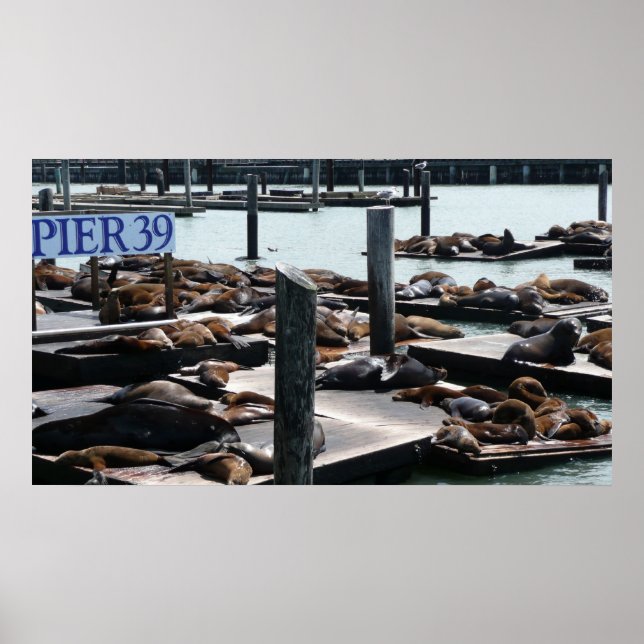 Póster Pier 39 Sea Lions (Frente)
