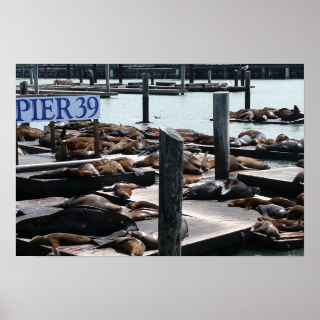 Póster Pier 39 Sea Lions (Frente)
